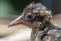 close-up of fledgling bird, with its tiny beak and feathers in focus