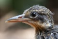 close-up of fledgling bird, with its tiny beak and feathers in focus