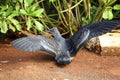 Close up of a fledgling Wedge-tailed Shearwater bird, spreading and flapping its wings, in Kilauea, Kauai