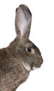 Close-up of Flemish Giant rabbit Royalty Free Stock Photo