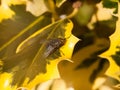 Close up of flesh fly on edge of variegated yellow and green lea Royalty Free Stock Photo