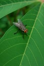 Close-Up of a Flesh Fly on a Green leaf Royalty Free Stock Photo