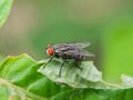 Close up of a fleshfly on a leaf. Blurred background. Green background. Royalty Free Stock Photo