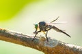 Close up flies eating small insects in forrest