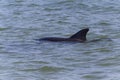 close up of flipper of dolphin swimming in sea Royalty Free Stock Photo