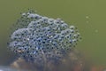 Close-up of floating frogspawn in a little puddle