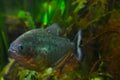 Close-up on a floating red piranha. Piranha is a species of predatory ray-finned fish from the piranha family. Royalty Free Stock Photo