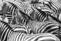 Close up of a flock with black and white zebras