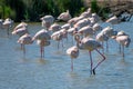 Close-up of a flock of Greater Flamingos Phoenicopterus roseus in the Camargue, Bouches du Rhone South of France