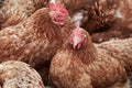 Close-up of a flock of hens on organic chicken farm Royalty Free Stock Photo