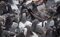 Close up flock of many pigeons on the ground