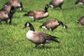 A close up of a flock of migratory wild Canadian geese foraging in a green lush grassy area of a public park