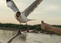 Close up flock of seagulls flying