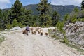 A flock of sheep being led up dirt track leading through the forest.