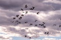 Close up of a flock of Snow Geese through a cloudy sky in the light of the evening Royalty Free Stock Photo