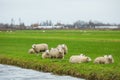 Close up of a flock of Texel sheep lying and standing in a green meadow Royalty Free Stock Photo