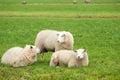 Close up of a flock of Texel sheep lying and standing in a green meadow Royalty Free Stock Photo