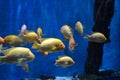 Close up of a flock of yellow sea fish with shiny scales and high forehead swim in an aquarium on a blue background