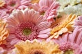 Floral natural background of gerbera flowers. Spring concept