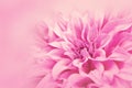 Close-up floral pink Dahlia flower soft color style for background and wallpaper Royalty Free Stock Photo