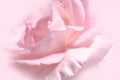 Close-up floral pink rose flower soft color style for background and wallpaper