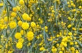 Close up floral yellow fluffy mimosa bunches tree spring flowers acacia dealbata Royalty Free Stock Photo