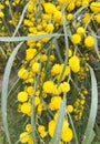 Close up floral yellow fluffy mimosa bunches tree spring flowers acacia retinodes Royalty Free Stock Photo