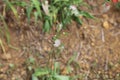 Close up of a Florida Tassleflower, Emilia fosbergii, flowerbuds and seedhead at the Koko Crater Botanical Garden Royalty Free Stock Photo