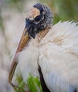 Close up of the Florida white wood stork