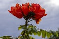 Close-up of a flower on a African Tulip Tree Spathodea campanulata