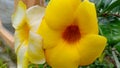 Close up flower alamanda Royalty Free Stock Photo