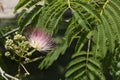 Close-up of the flower of Albizia niopoides. Pink soft and hairy