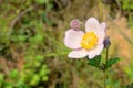 Anemone vitifolia Royalty Free Stock Photo