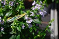 Close up of flower of Angelonia plant with tiny hairs in inner corolla