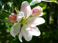 Close up of a flower of the apple tree, with a blurred green background Royalty Free Stock Photo