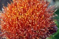 Close up of the flower of the Banksia Menziesii Royalty Free Stock Photo