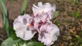 The flower of a bearded iris of Fine Romance variety, on a blurry background