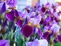 Close-up of a flower of bearded iris Iris germanica. Flower be