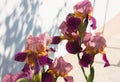 Close-up of a flower of bearded iris Iris germanica. Flower be