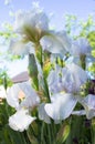 Close-up of a flower of bearded iris Iris germanica. Flower bed of irises. Iridarius Royalty Free Stock Photo