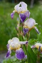 Close-up of a flower of bearded iris Iris germanica with rain drops. Royalty Free Stock Photo