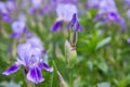 Close-up of a flower of bearded iris Iris germanica with rain drops. Royalty Free Stock Photo