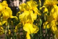 Close-up of a flower of bearded iris Iris germanica. Flower be