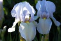 Close-up of a flower of bearded iris Iris germanica. Flower be