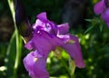 Close-up of a flower of bearded iris Iris germanica. Flower be