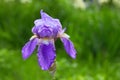 Close-up of a flower of bearded iris Iris germanica with rain drops. Royalty Free Stock Photo