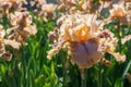 Close-up of a flower of bearded iris Iris germanica with rain drops . Yellow iris flowers are growing in a garden Royalty Free Stock Photo