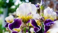 Close-up of a flower of bearded iris Iris germanica with rain drops . Yellow and violet iris flowers are growing in a garden Royalty Free Stock Photo