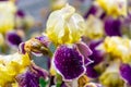 Close-up of a flower of bearded iris Iris germanica with rain drops . Yellow and violet iris flowers are growing in a garden Royalty Free Stock Photo