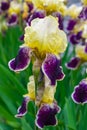 Close-up of a flower of bearded iris Iris germanica with rain drops . Yellow and violet iris flowers are growing in a garden Royalty Free Stock Photo